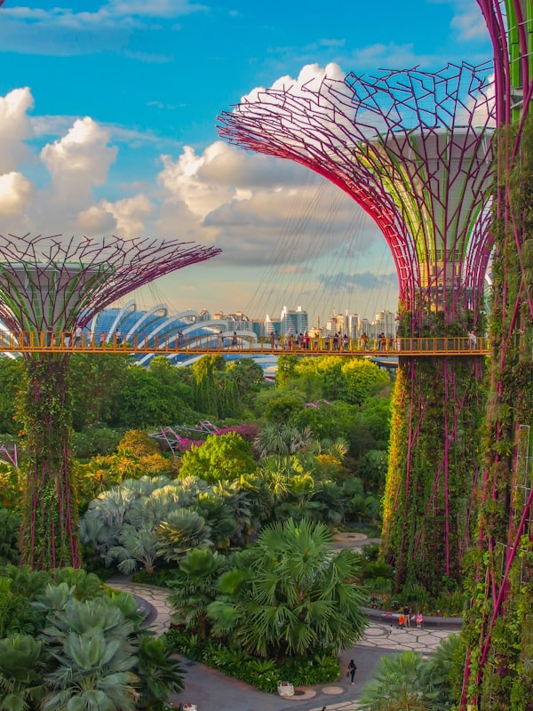 新加坡陪游 滨海湾花园Gardens by the Bay